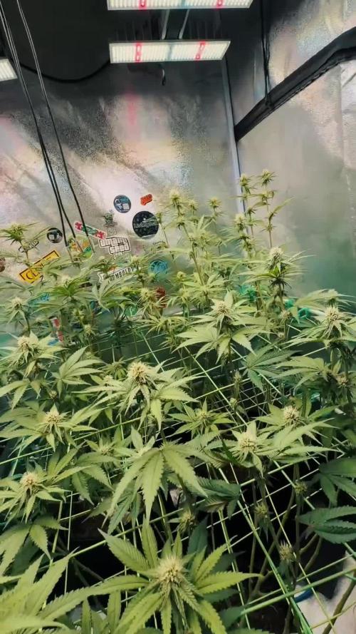 Limited seeds from Mary Jane 2026