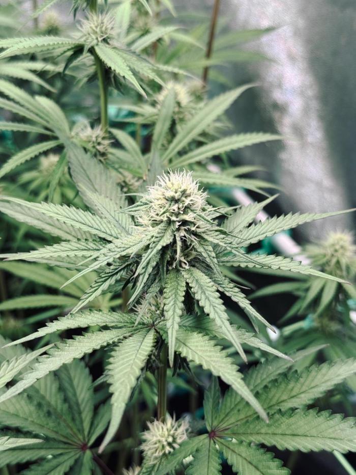 Plant photo