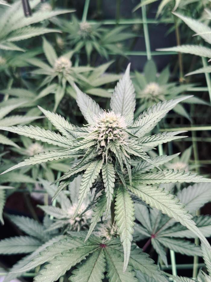 Plant photo