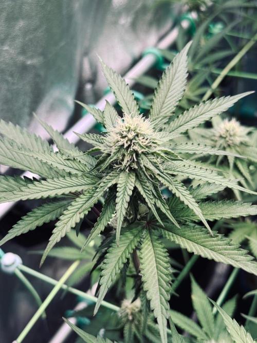 Limited seeds from Mary Jane 2026. Week 7 - Blue Beluga BT21