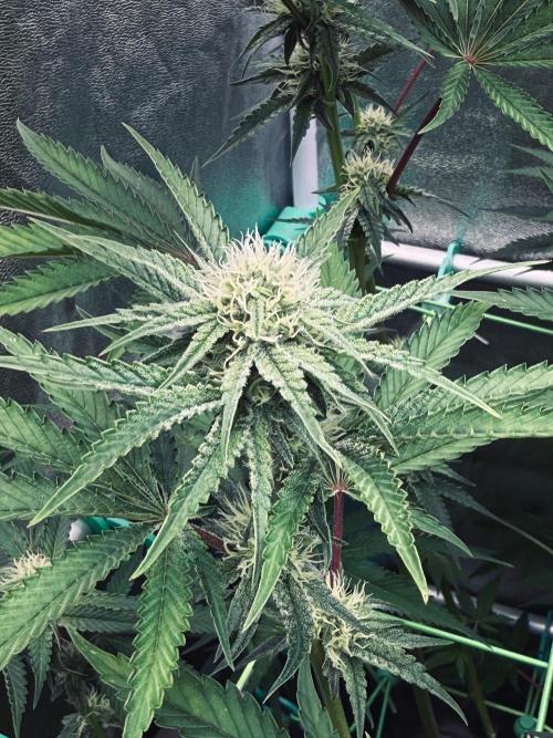 Limited seeds from Mary Jane 2026. Week 7 - Lemon Fever BT21
