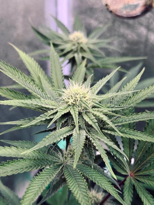 Limited seeds from Mary Jane 2026. Week 7 - Blue Beluga BT21