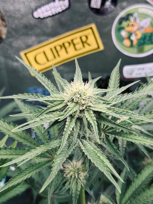 Limited seeds from Mary Jane 2026. Week 7 - Fruit Bomb BT21