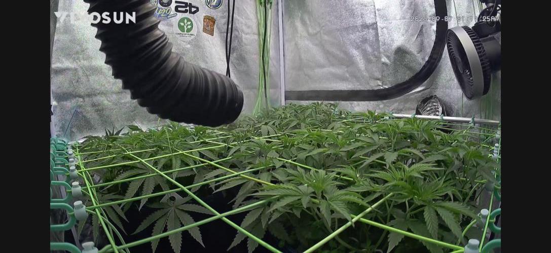 Limited seeds from Mary Jane 2026. Week 4 - Jetzt wird die Blüte eingeleitet und der DLI auf 40 erhöht, bzw. PPFD bei ca 850