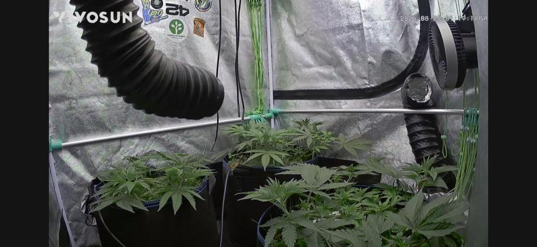 Limited seeds from Mary Jane 2026. Week 2