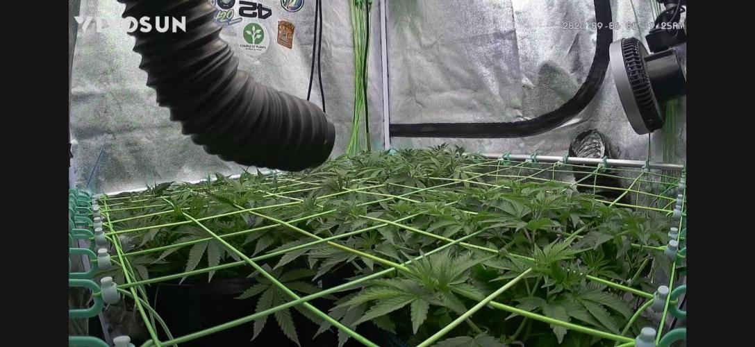 Limited seeds from Mary Jane 2026. Week 4 - Die Pflanzen haben das Netz vollständig erreicht. 