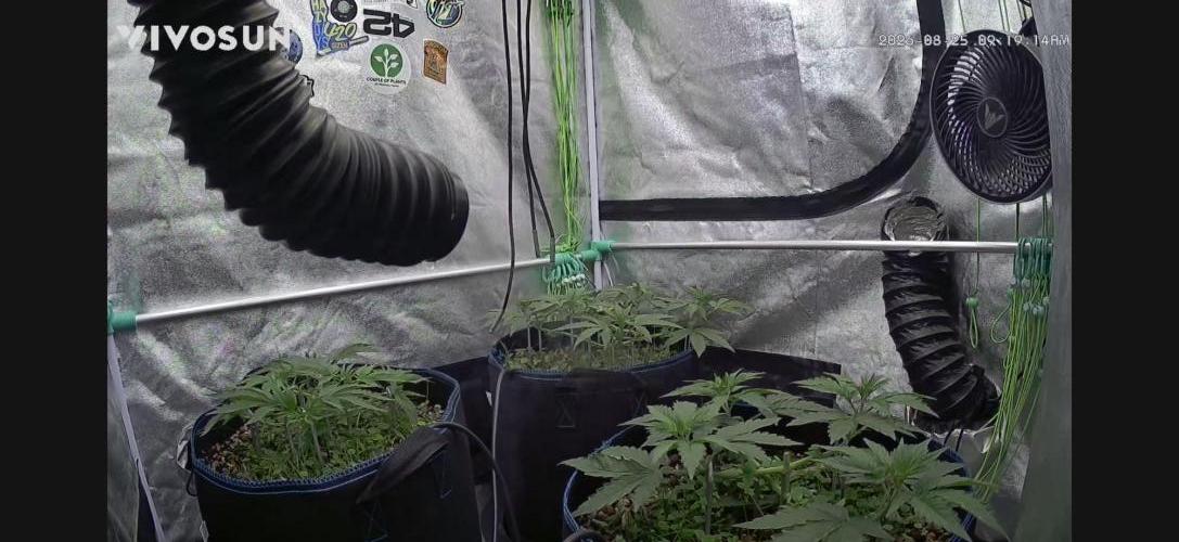 Limited seeds from Mary Jane 2026. Week 2