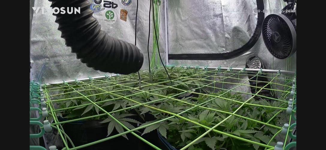 Limited seeds from Mary Jane 2026. Week 4 - Hättet ihr schon früher umgestellt ? 