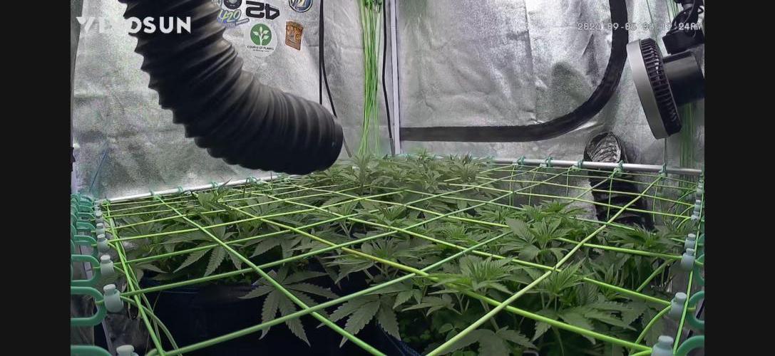 Limited seeds from Mary Jane 2026. Week 4