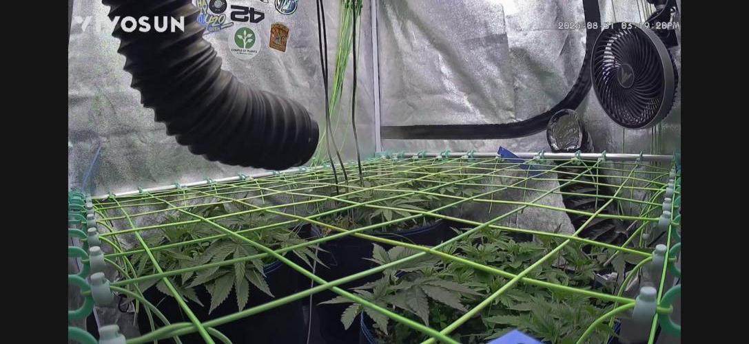Limited seeds from Mary Jane 2026. Week 3