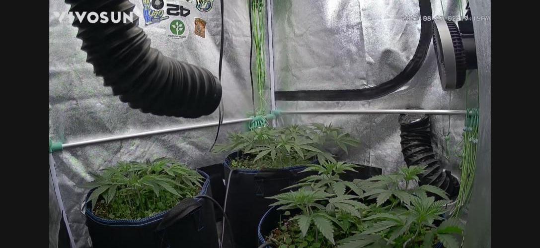 Limited seeds from Mary Jane 2026. Week 3
