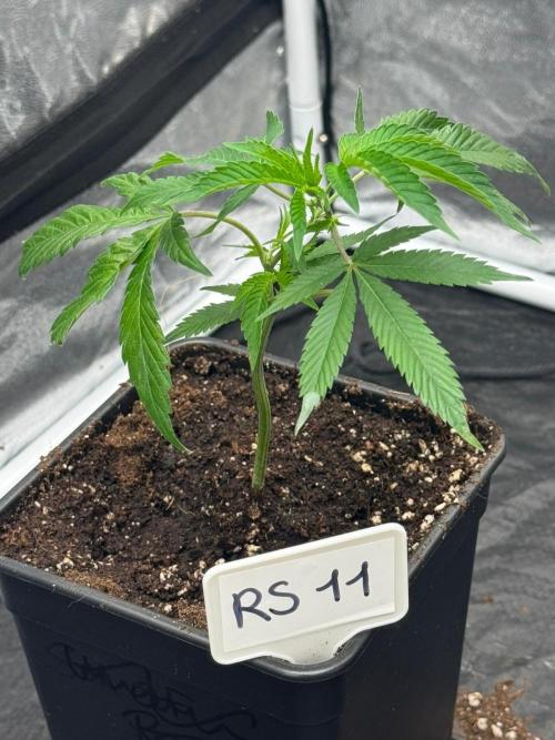 Rs11 Wizard Trees X Deo Farms & GG#4. Week 1 - Heute frisch eingetopft die Stecklinge 