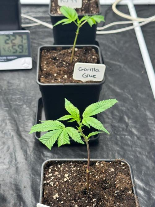 Rs11 Wizard Trees X Deo Farms & GG#4. Week 1 - Heute eingetopft 