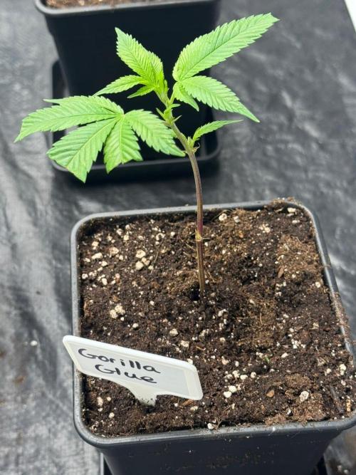 Rs11 Wizard Trees X Deo Farms & GG#4. Week 1 - Tag 1