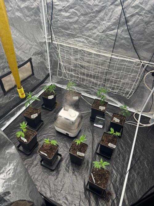 Rs11 Wizard Trees X Deo Farms & GG#4. Week 1
