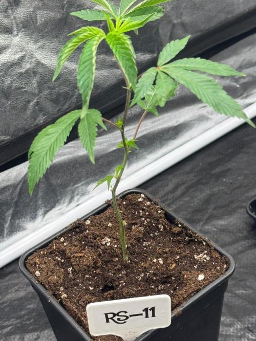 Rs11 Wizard Trees X Deo Farms & GG#4. Week 1