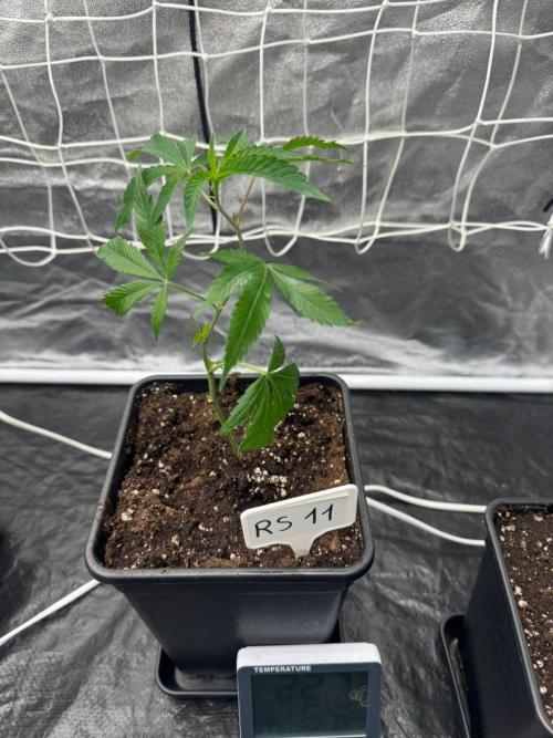 Rs11 Wizard Trees X Deo Farms & GG#4. Week 1