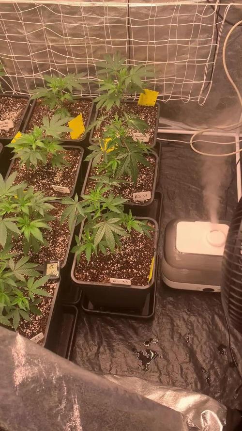 Rs11 Wizard Trees X Deo Farms & GG#4