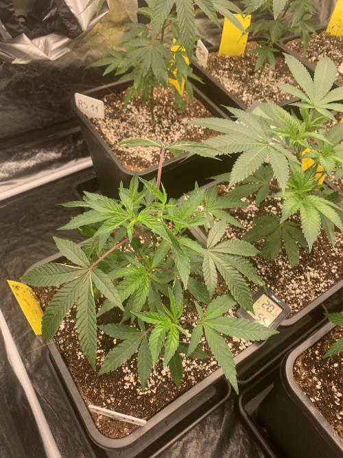 Rs11 Wizard Trees X Deo Farms & GG#4. Week 2