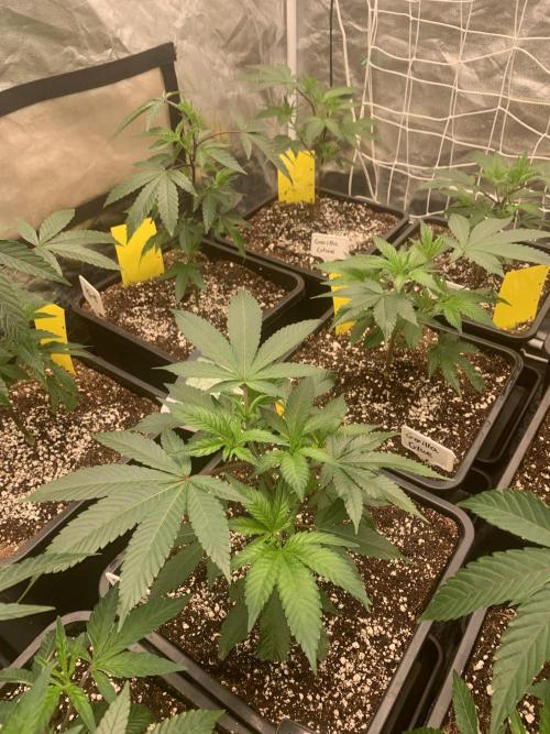 Rs11 Wizard Trees X Deo Farms & GG#4. Week 2