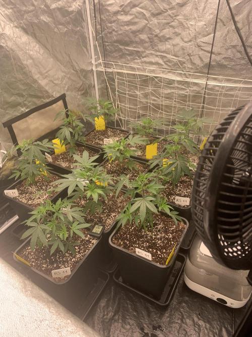 Rs11 Wizard Trees X Deo Farms & GG#4. Week 2