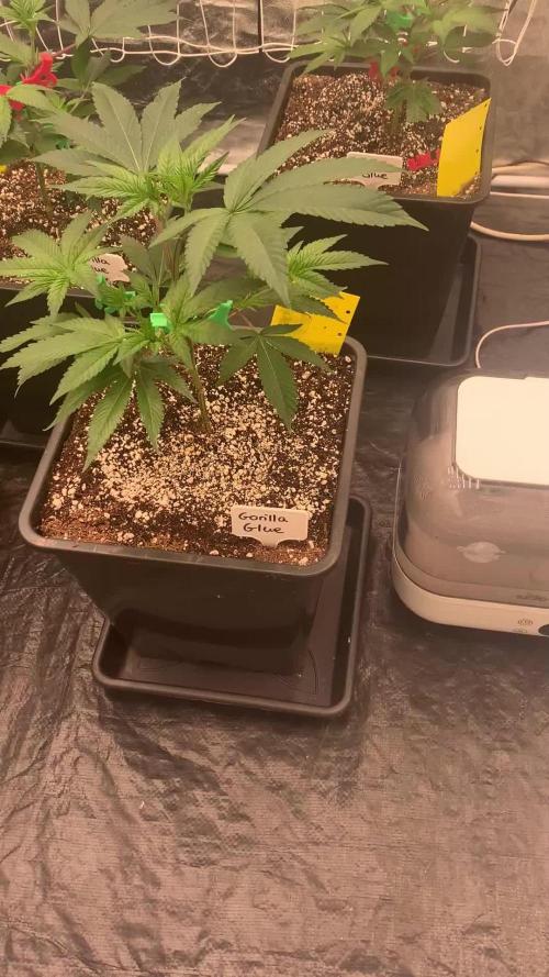 Rs11 Wizard Trees X Deo Farms & GG#4