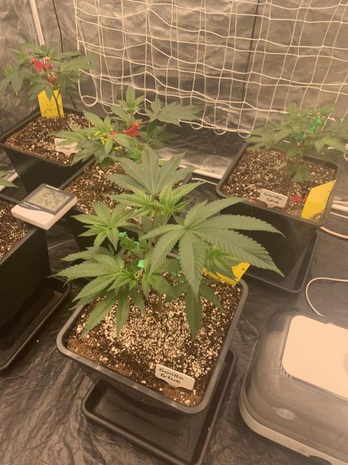 Rs11 Wizard Trees X Deo Farms & GG#4. Week 3 - Vegitag 13 

LST
