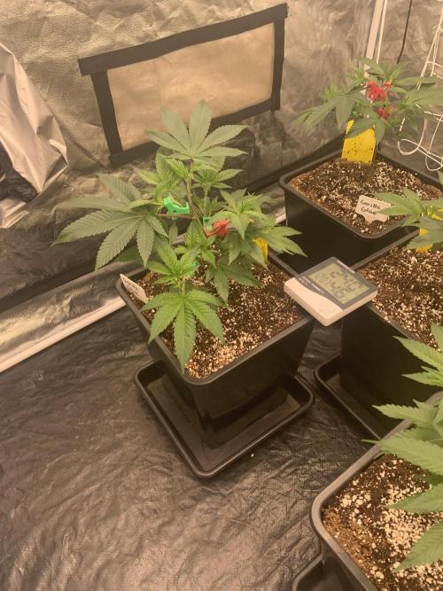 Rs11 Wizard Trees X Deo Farms & GG#4. Week 3