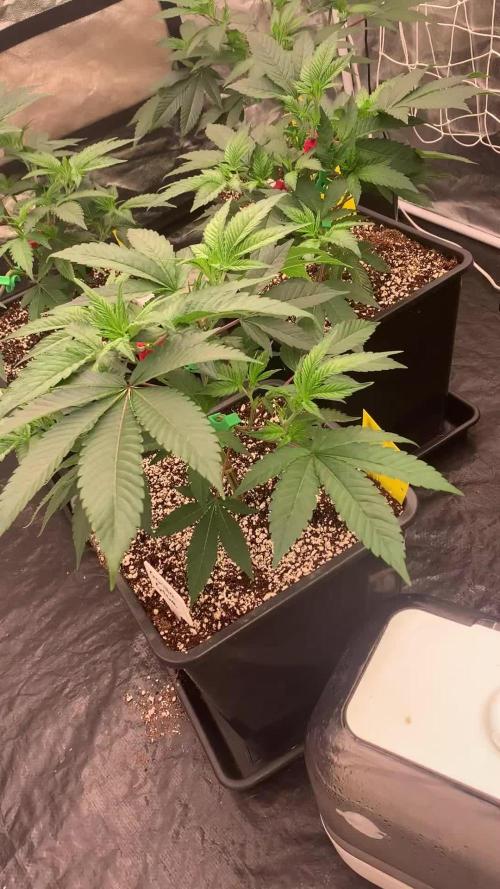 Rs11 Wizard Trees X Deo Farms & GG#4