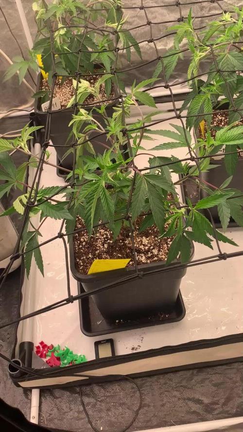 Rs11 Wizard Trees X Deo Farms & GG#4