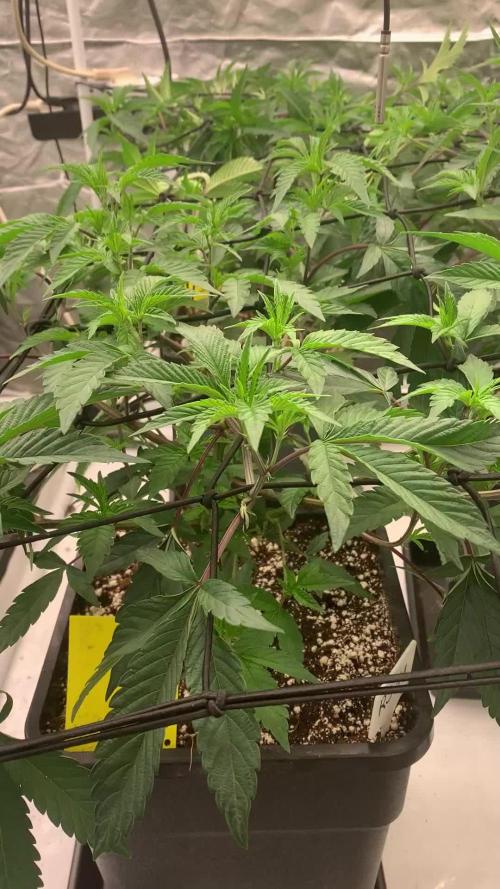 Rs11 Wizard Trees X Deo Farms & GG#4