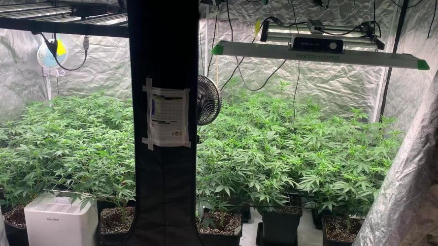 Rs11 Wizard Trees X Deo Farms & GG#4