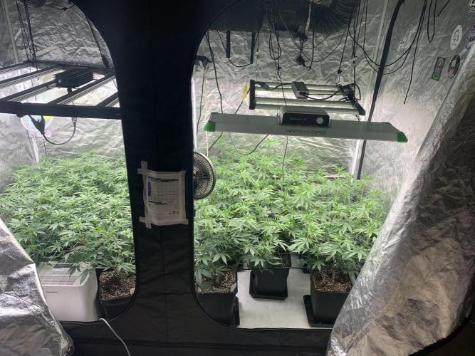 Rs11 Wizard Trees X Deo Farms & GG#4. Week 7 - Bt 10