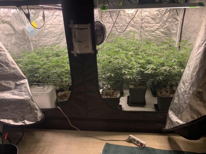 Rs11 Wizard Trees X Deo Farms & GG#4. Week 7 - Bt10