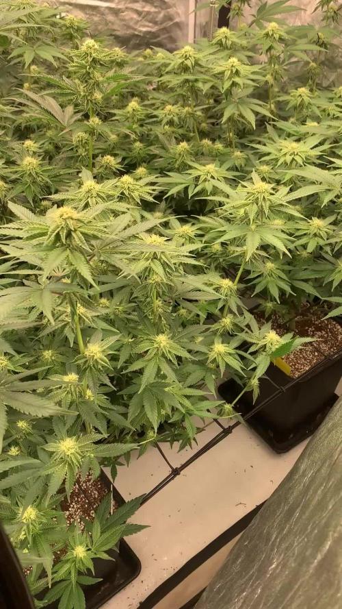 Rs11 Wizard Trees X Deo Farms & GG#4