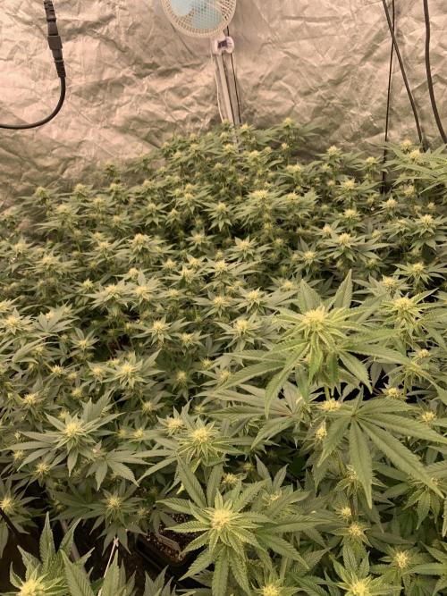 Rs11 Wizard Trees X Deo Farms & GG#4. Week 9