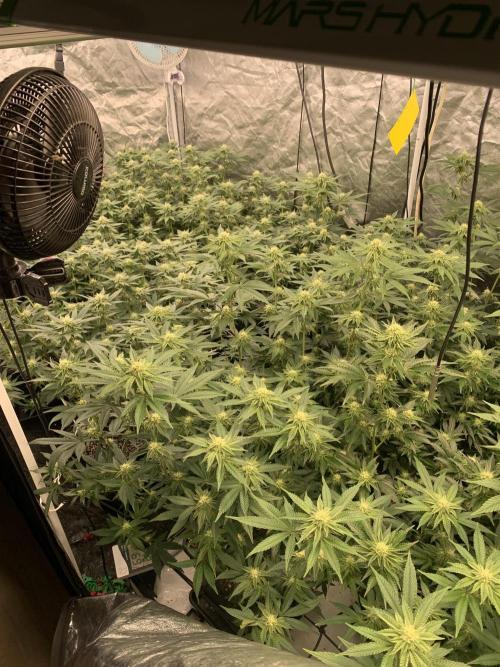 Rs11 Wizard Trees X Deo Farms & GG#4. Week 9