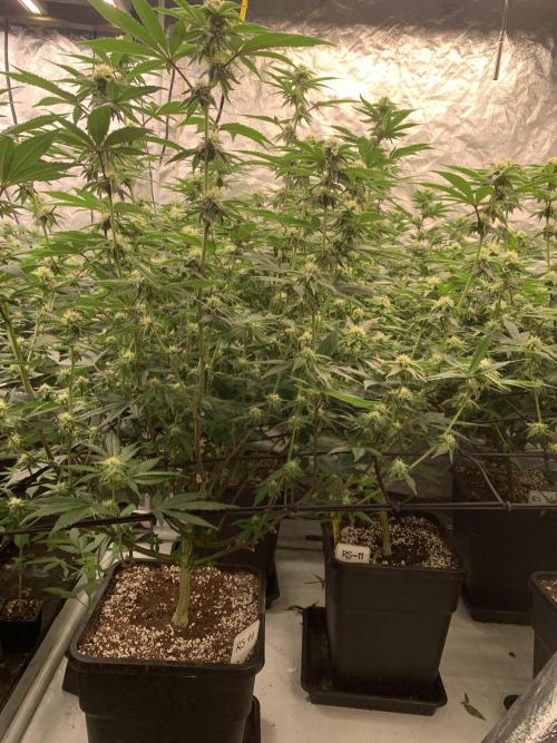 Rs11 Wizard Trees X Deo Farms & GG#4. Week 9