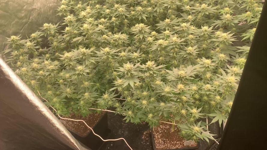 Rs11 Wizard Trees X Deo Farms & GG#4
