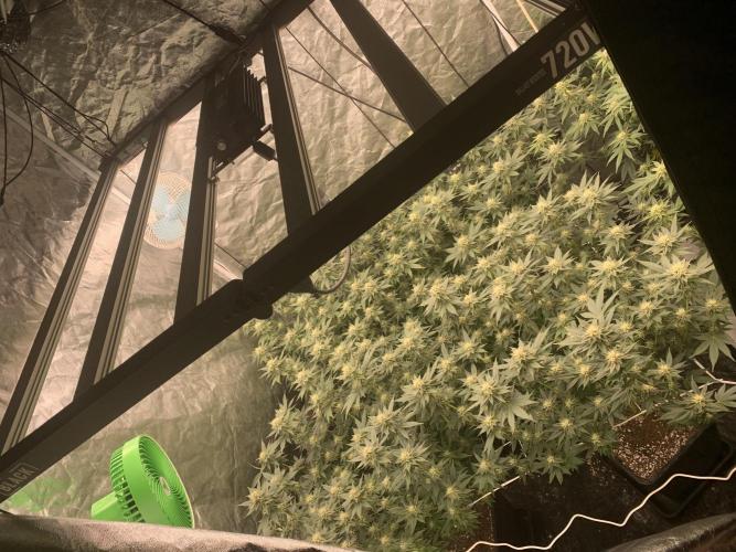 Rs11 Wizard Trees X Deo Farms & GG#4. Week 10 - Bt 28