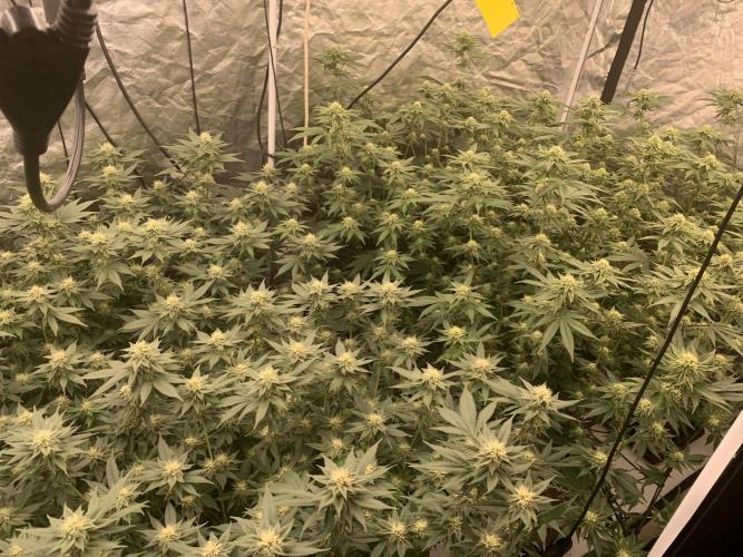 Rs11 Wizard Trees X Deo Farms & GG#4. Week 10 - Blütetag 28
Links Gorilla/rechts RS11 Wizard trees/DeoFarms
