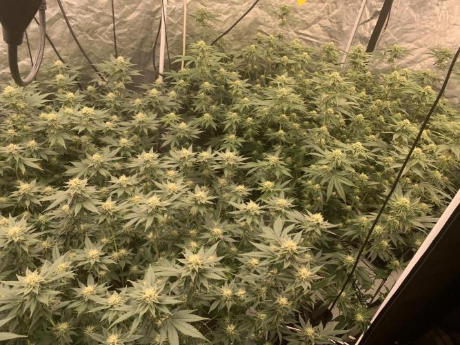Rs11 Wizard Trees X Deo Farms & GG#4. Week 10