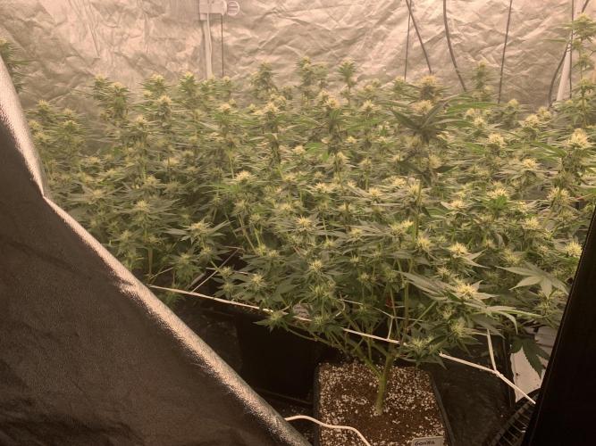 Rs11 Wizard Trees X Deo Farms & GG#4. Week 10 - GG4
