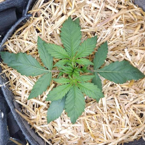 LSO Autoflowers 2.0 !. Week 2 - Grape Gorilla (Day 12)