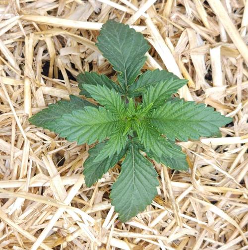 LSO Autoflowers 2.0 !. Week 2 - Grape Tuna (Day 12)