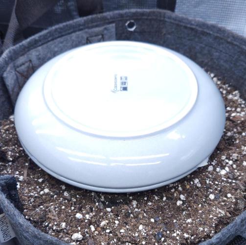 LSO Autoflowers 2.0 !. Week 2 - Wedding Cake