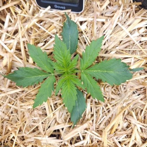 LSO Autoflowers 2.0 !. Week 2 - Gorilla Zkittlez (Day 12)