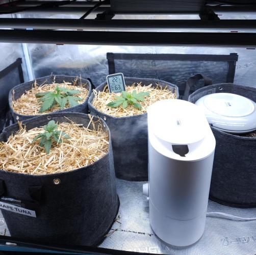 LSO Autoflowers 2.0 !. Week 2 - 11/02/25