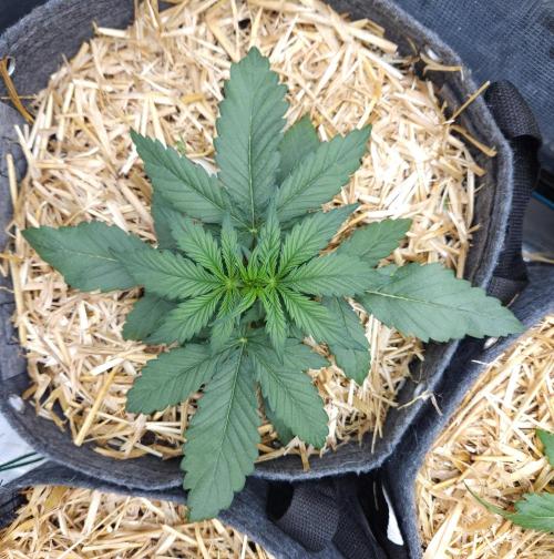 LSO Autoflowers 2.0 !. Week 2 - Grape Gorilla (Day 14)