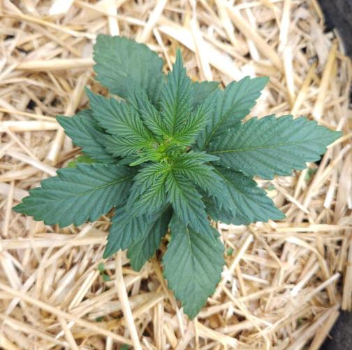 LSO Autoflowers 2.0 !. Week 2 - Grape Tuna (Day 14)